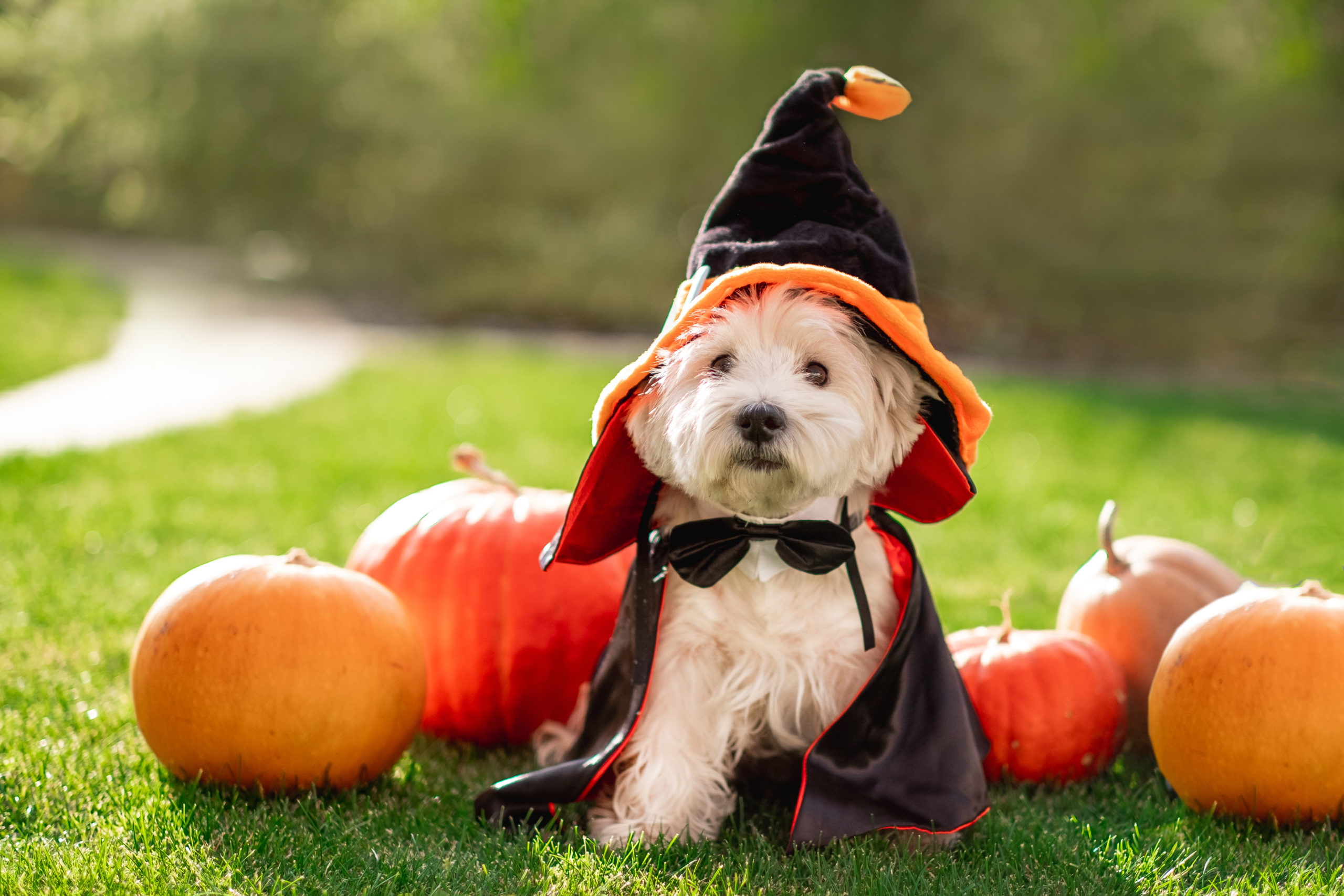 dog in witch costume